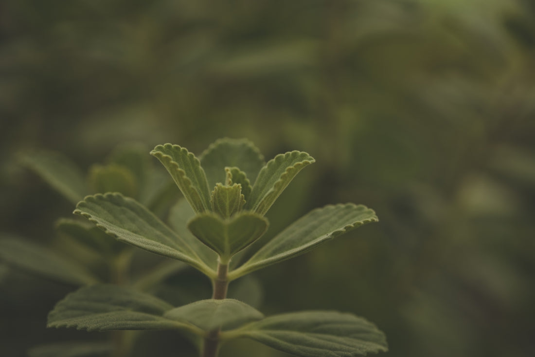 a close up of a green plant with leaves
