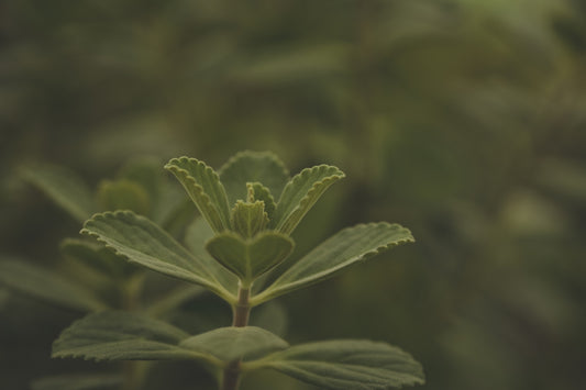 a close up of a green plant with leaves